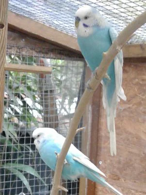 zwei blaue Wellis in Außenvoliere