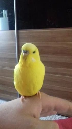 gelber Welli Yello auf Hand sitzend