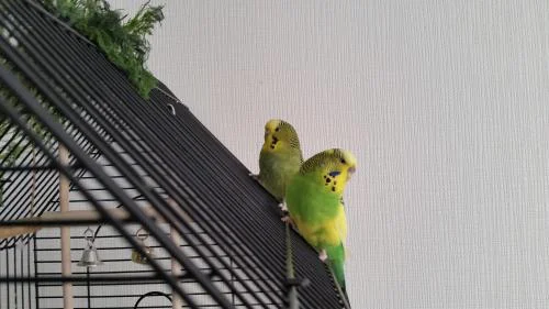 zwei grün-gelbe Welli-Hennen auf dem Käfigdach