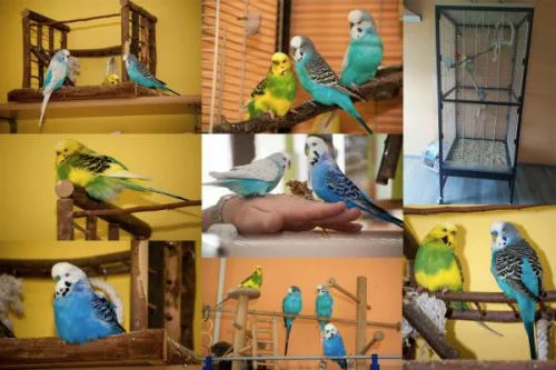 Collage Wellis Käfig