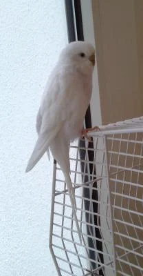 weiße Henne am Käfig