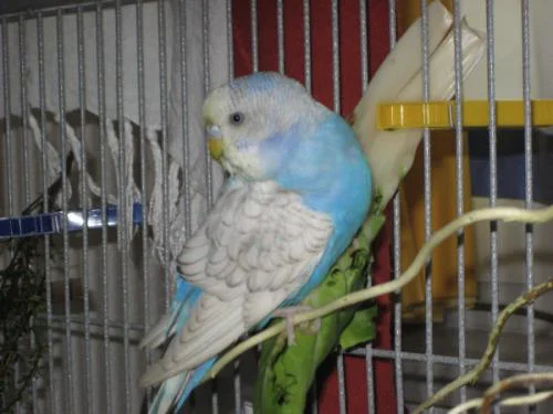 hellblaue Henne