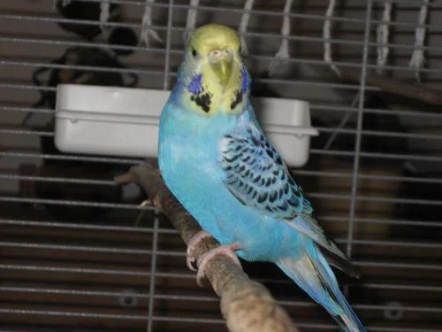 blaues Gelbgesicht Henne