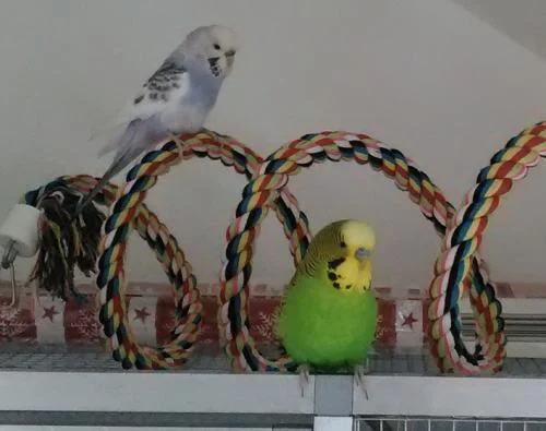 2 Wellis mit Seilspirale