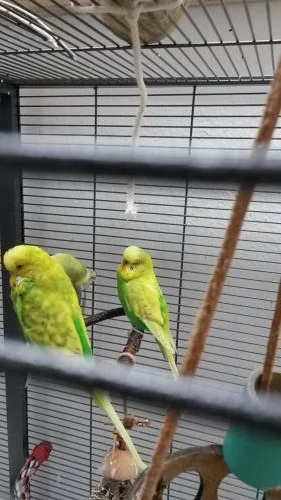 Nala grüne Henne