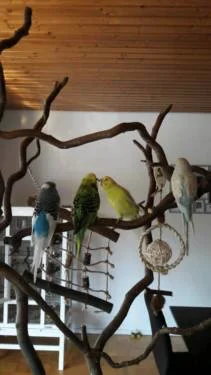 vier Wellis auf Wellibaum