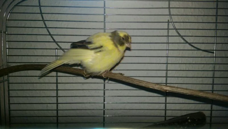 gelb-schwarzer Kanarienvogel auf Ast