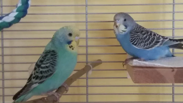 Lilly und Findus zwei Wellis im Käfig