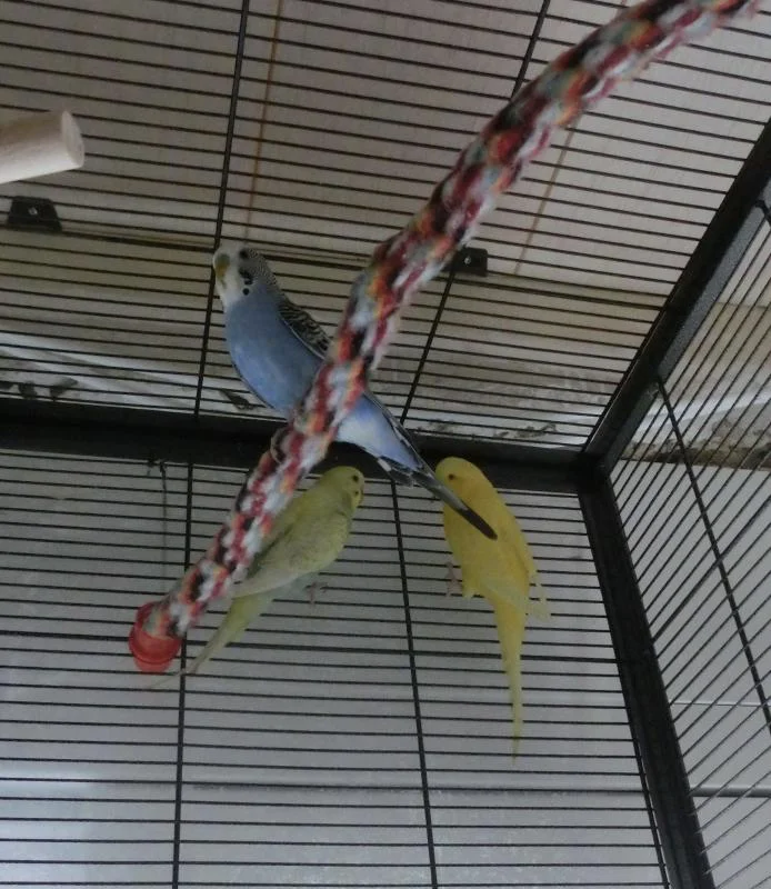 drei Wellis im Käfig Seilspirale