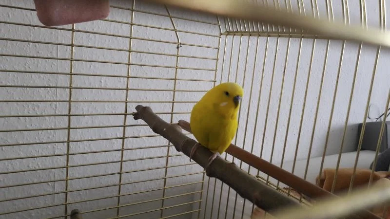 gelber Welli-Hahn mi goldenen Käfig