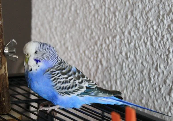 blaue Henne Henry