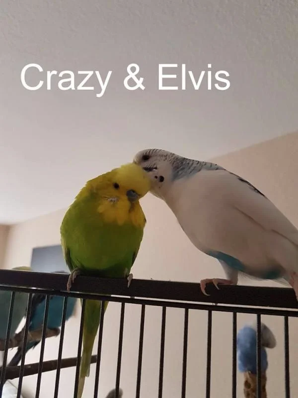 Welli-Paar Crazy und Elvis
