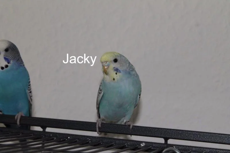 Welli-Henne Jacky