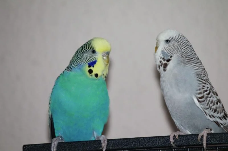 Welli-Paar Max und Peggy