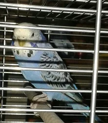 Neukölln blaue Henne