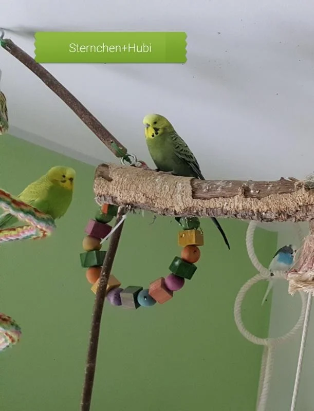 Welli-Pärchen grün auf Korkast