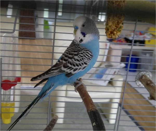 Langen blauer Hahn