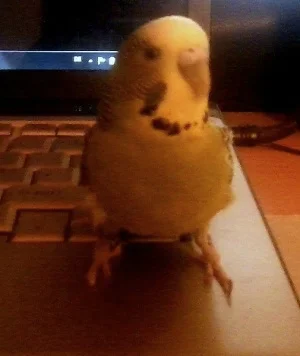 Laptopmerlin