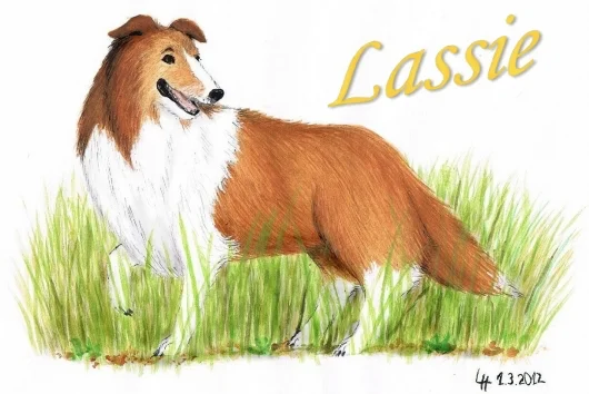Zeichnung von Collie Lassie
