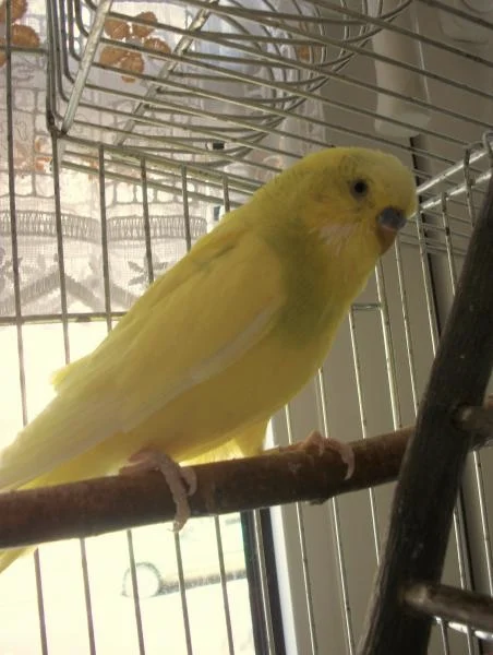 Peppin sucht neues Zuhause