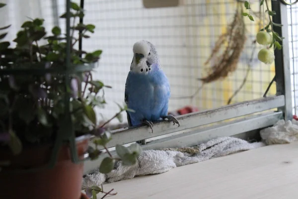 Lenni blauer Welli