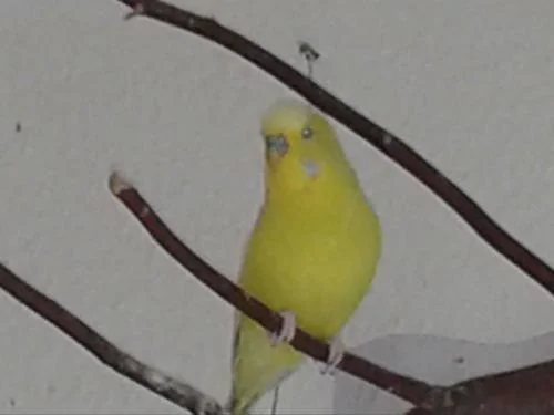 lieberz einsamer Wellensittich-Hahn KW 30 - 16
