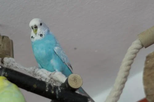die blaue Lilli