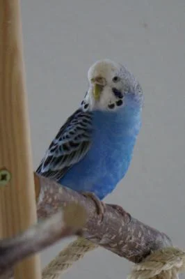 Lilli