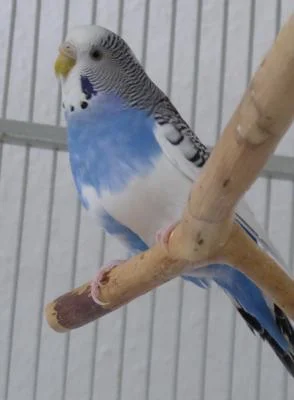 LittleBlue