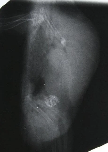 Lungenoedem Wellensittich Röntgenbild
