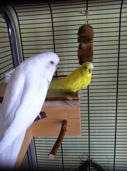 Albino Wellensittich-Henne Lutino Wellensittich-Hahn Vermittlung