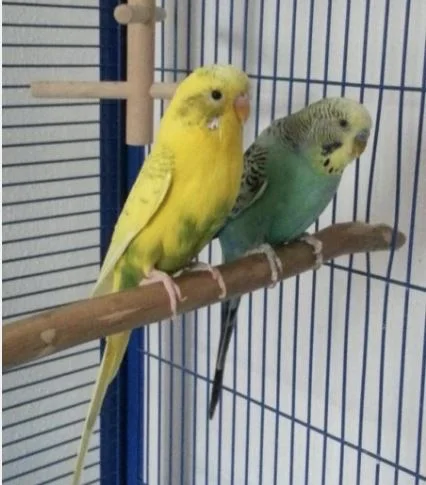 Schmusepaar sucht neue Bleibe