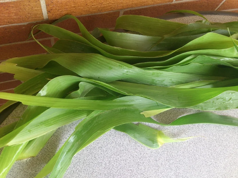 maisblatt elastisch