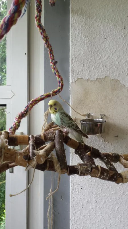 Maxi sitzt am Fenster