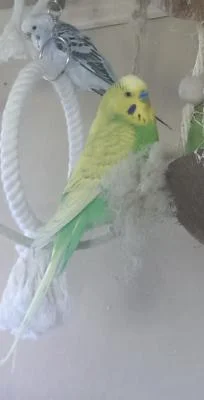Milo