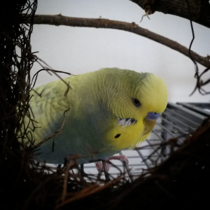 Mogli