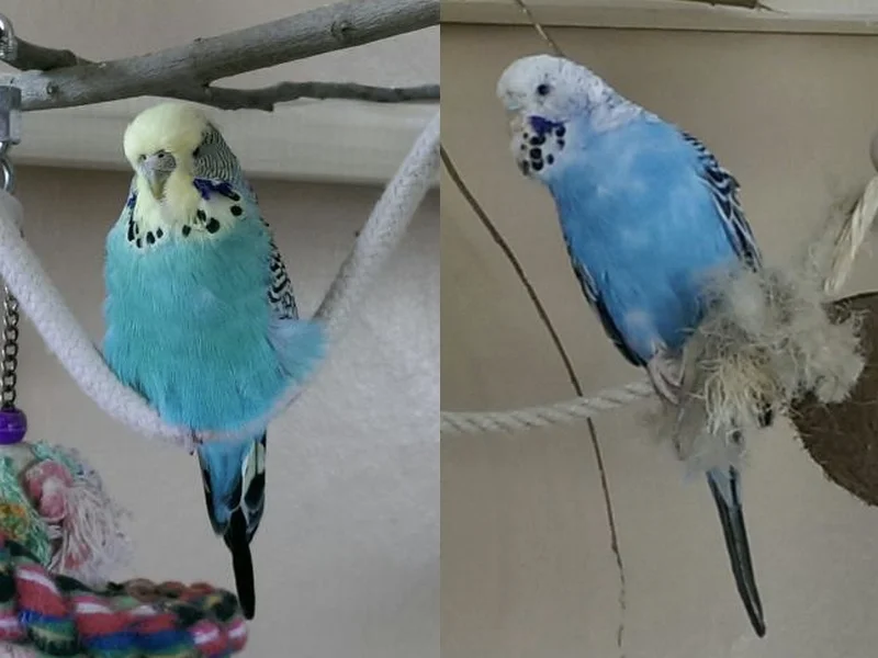 Molly und Beppo 2 Wellensittichhennen KW 04 - 16