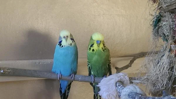 molly und robin