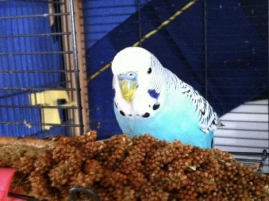 blauer Hahn sucht Zuhause