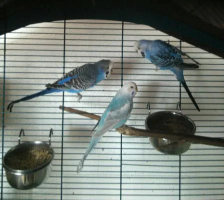 drei blaue Wellis
