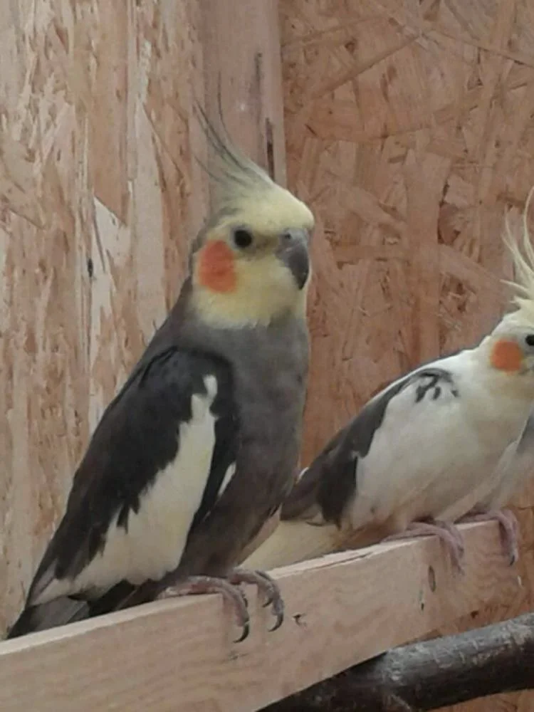 wildfarbener Nymphensittich-Hahn gescheckte Nymphensittich-Henne sitzen auf Ast