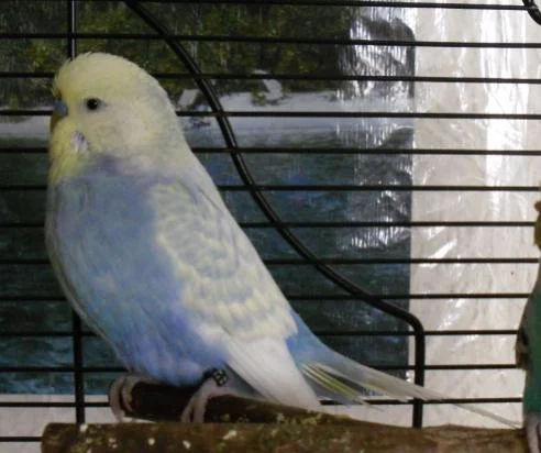 blauer Wellensittich mit gelbem Kopf und weißen Flügeln Hahn