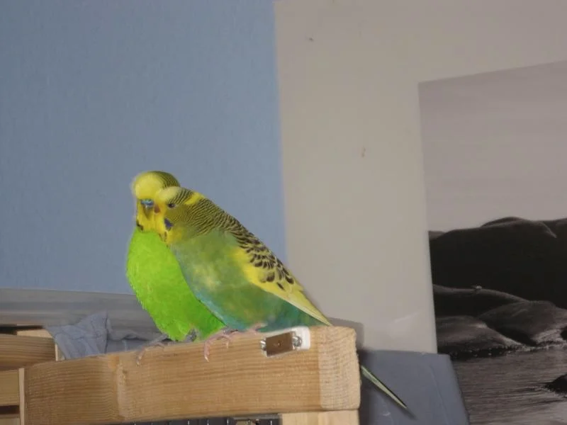 kuschelnde Wellensittiche