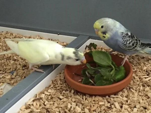 Oskar und Mathilda Wellensittichpaar