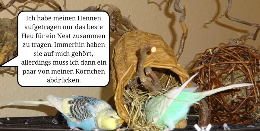 zwei Hennen suchen Heu