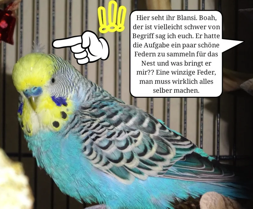 Welli mit kleiner Feder auf den Kopf
