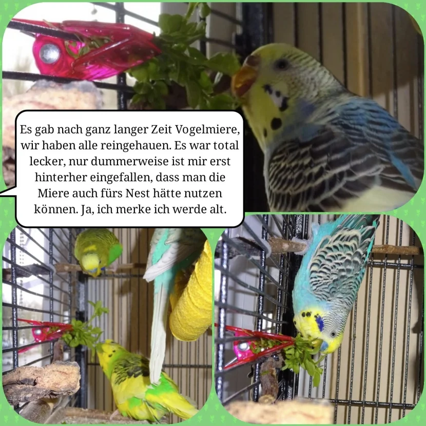 Wellis fressen Miere