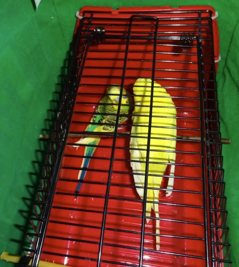 zwei Wellis in Transportbox
