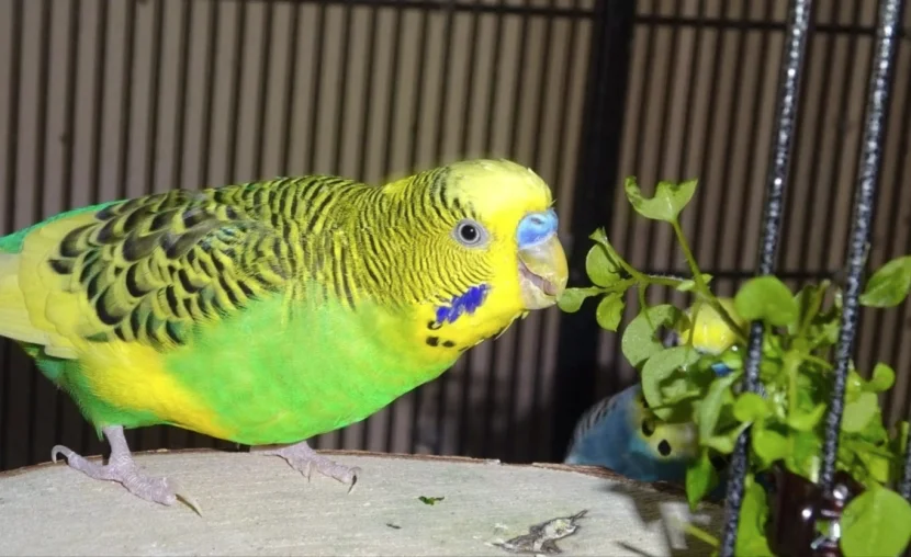 Welli frisst Vogelmiere