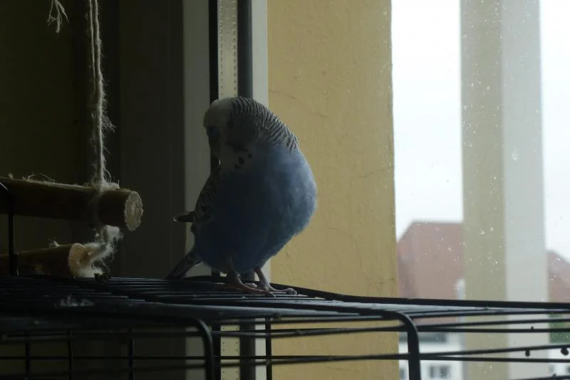 blauer Delphin